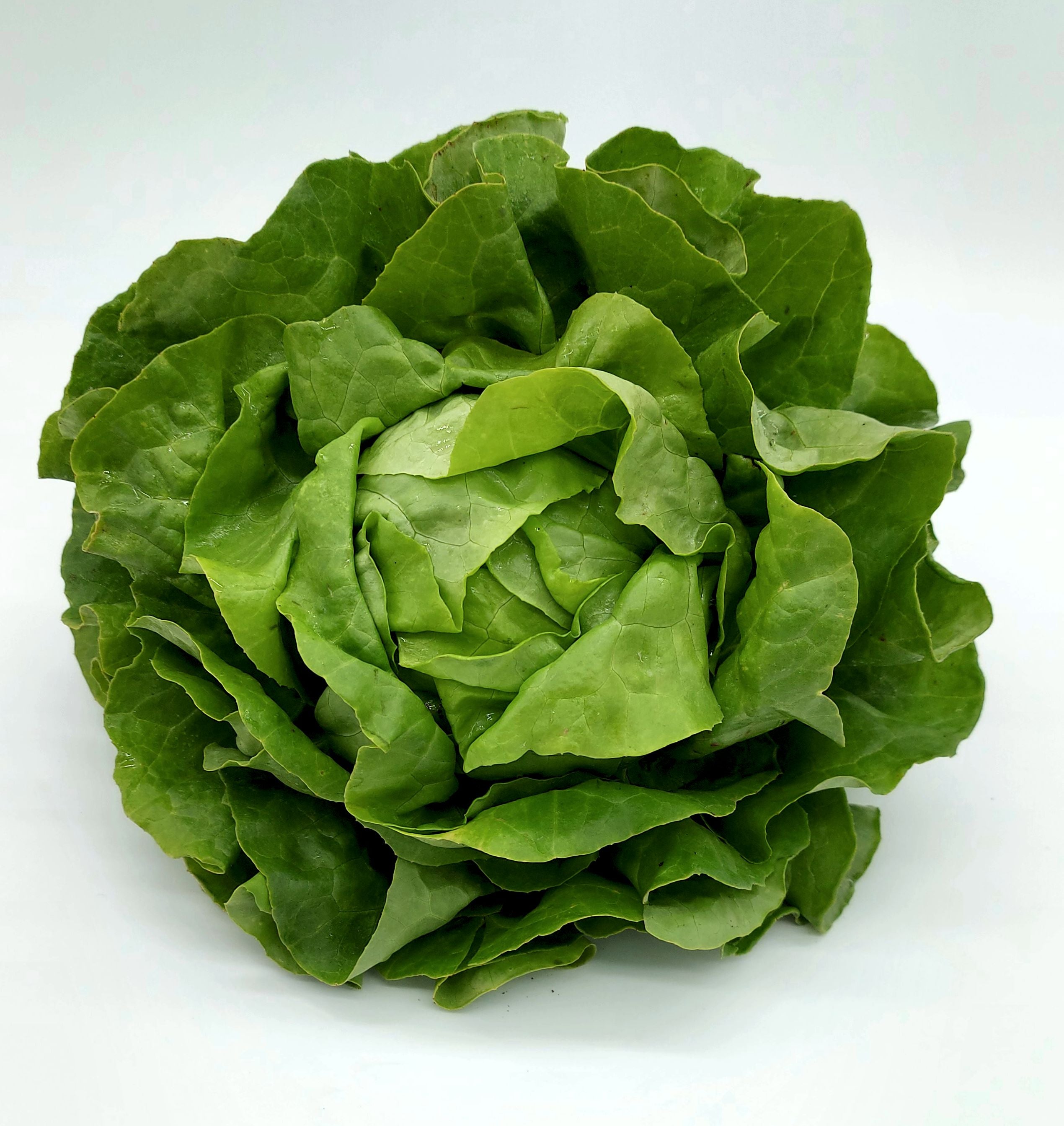 Grüner Kopfsalat