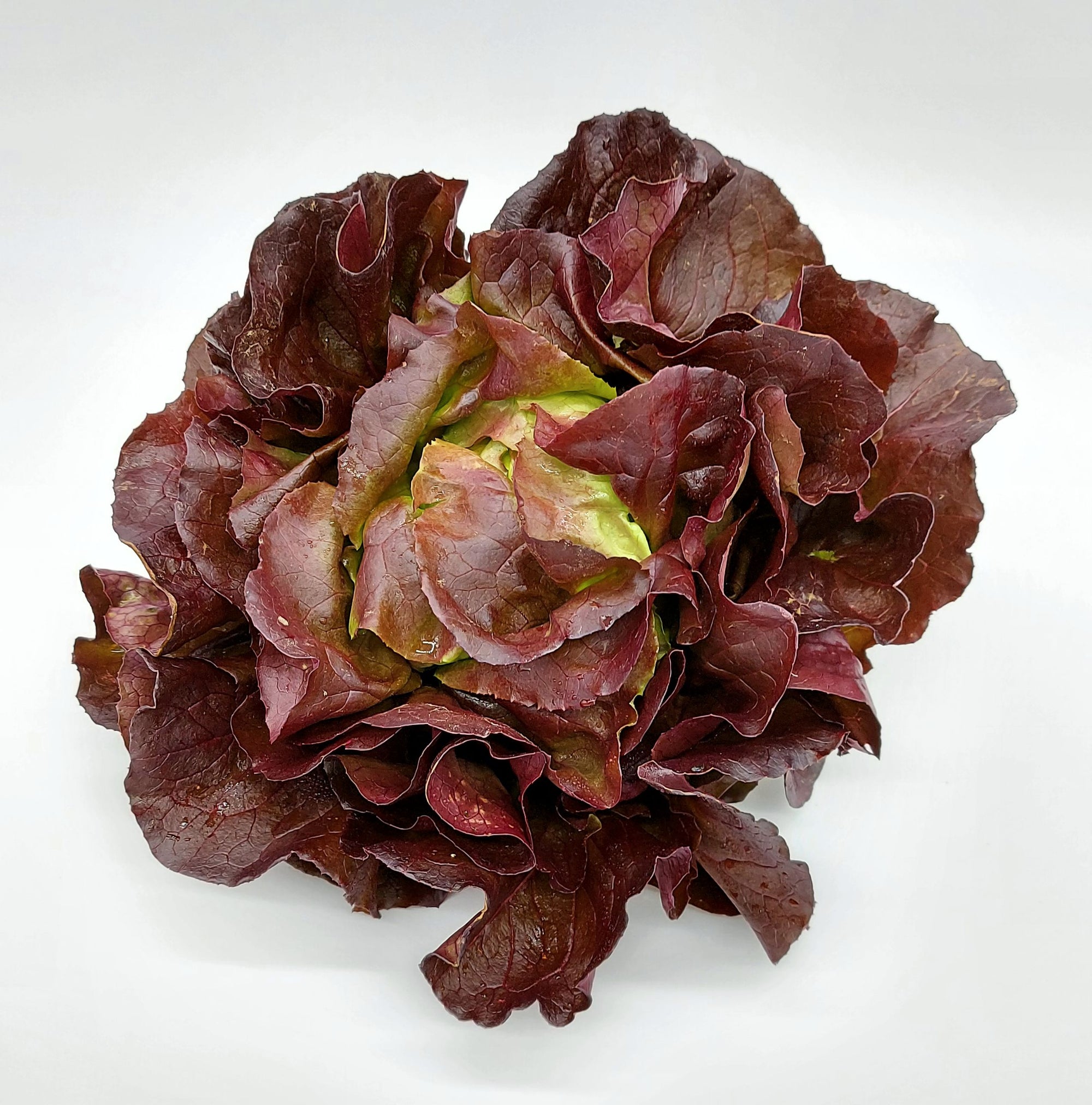 Roter Kopfsalat